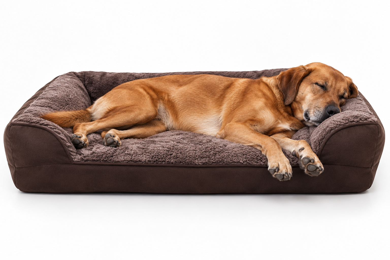A medium brown dog stretching comfortably on a low bolster bed, sleeping dimensions apparent.